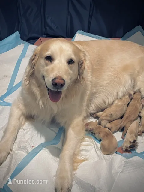 puppy – Golden Retriever puppy for sale in Cloverdale, CA
