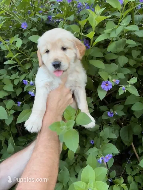 Yellow collar – Golden Retriever puppy for sale in Cloverdale, CA