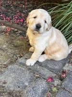 Yellow collar, a female Golden Retriever for sale in Cloverdale, CA – 3 of 3