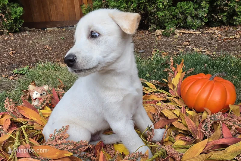 Baldur – Australian Shepherd, Alaskan Malamute puppy for sale in Portland, OR