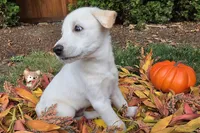 Baldur, a male Australian Shepherd and Alaskan Malamute for sale in Portland, OR – 1 of 6