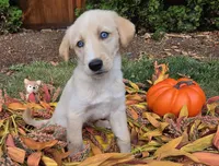 Freyr, a male Australian Shepherd and Siberian Husky for sale in Portland, OR – 1 of 6