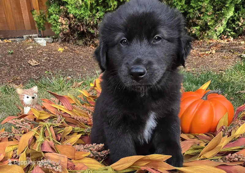 Jin – Australian Shepherd, Siberian Husky puppy for sale in Portland, OR