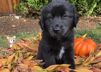 Jin, a male Australian Shepherd and Siberian Husky for sale in Portland, OR – 1 of 5