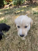 Freyr, a male Australian Shepherd and Siberian Husky for sale in Portland, OR – 6 of 6