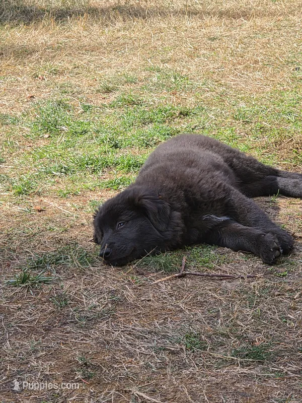 Jin – Alaskan Malamute, Golden Retriever puppy for sale in Portland, OR