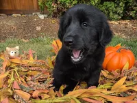 Adewale, a male Australian Shepherd and Alaskan Malamute for sale in Portland, OR – 1 of 7