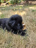 Adewale, a male Australian Shepherd and Alaskan Malamute for sale in Portland, OR – 5 of 7