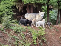 Adewale, a male Australian Shepherd and Alaskan Malamute for sale in Portland, OR – 6 of 7