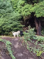 Freyr, a male Australian Shepherd and Siberian Husky for sale in Portland, OR – 2 of 6