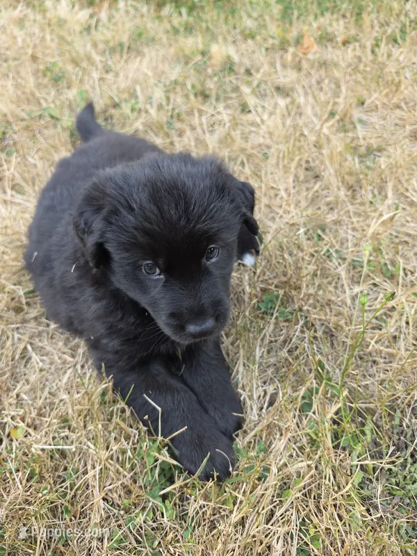 Jin – Alaskan Malamute, Golden Retriever puppy for sale in Portland, OR