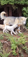 Baldur, a male Australian Shepherd and Alaskan Malamute for sale in Portland, OR – 4 of 6