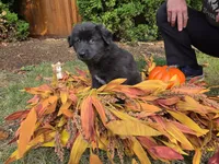 Jin, a male Australian Shepherd and Siberian Husky for sale in Portland, OR – 2 of 5