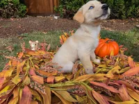 Freyr, a male Australian Shepherd and Siberian Husky for sale in Portland, OR – 5 of 6