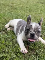 Eleanor, a female French Bulldog for sale in Wilson, NC – 3 of 4