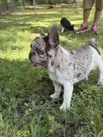Little Bit, a female French Bulldog for sale in Wilson, NC – 5 of 7