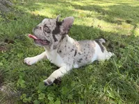 Little Bit, a female French Bulldog for sale in Wilson, NC – 6 of 7