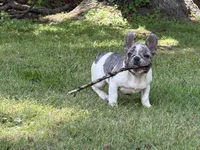 Eleanor, a female French Bulldog for sale in Wilson, NC – 4 of 4
