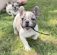 Eleanor, a female French Bulldog for sale in Wilson, NC – 2 of 4
