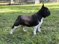 Lennox, a male French Bulldog for sale in Wilson, NC – 4 of 4