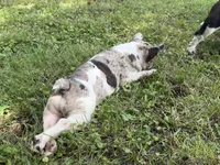 Little Bit, a female French Bulldog for sale in Wilson, NC – 7 of 7