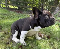 Lennox, a male French Bulldog for sale in Wilson, NC – 3 of 4