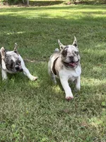 Little Bit, a female French Bulldog for sale in Wilson, NC – 4 of 7