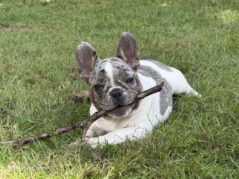 Eleanor – French Bulldog puppy for sale in Wilson, NC