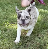 Little Bit, a female French Bulldog for sale in Wilson, NC – 2 of 7