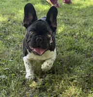 Lennox, a male French Bulldog for sale in Wilson, NC – 2 of 4