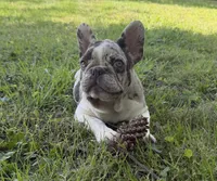 Little Bit, a female French Bulldog for sale in Wilson, NC – 3 of 7