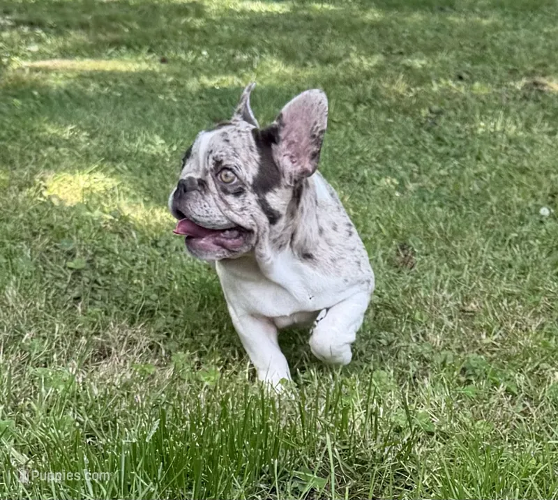 Little Bit – French Bulldog puppy for sale in Wilson, NC