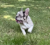 Little Bit, a female French Bulldog for sale in Wilson, NC – 1 of 7