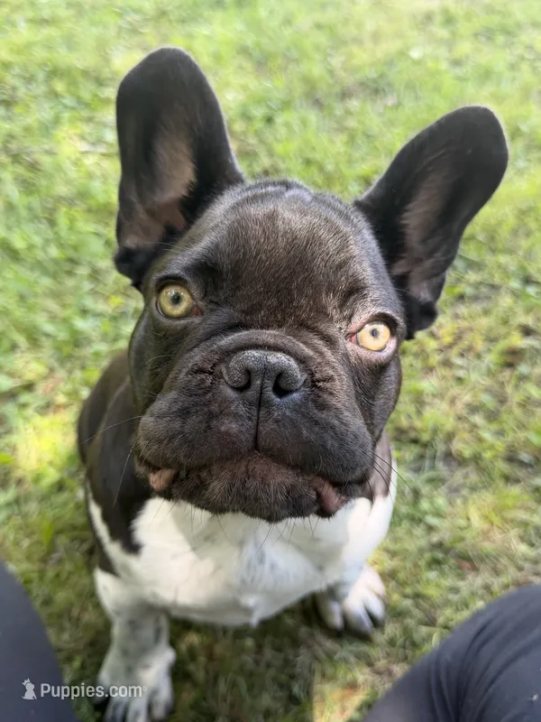 Lennox, a male French Bulldog for sale in Wilson, NC – 1 of 4