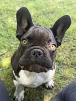 Lennox, a male French Bulldog for sale in Wilson, NC – 1 of 4