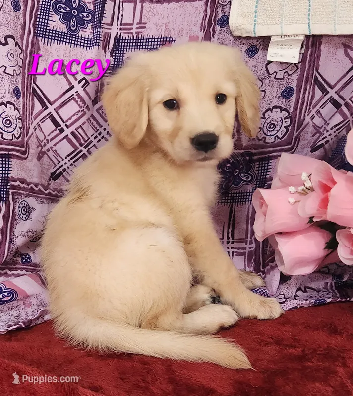 Lacey – English Cream Golden Retriever puppy for sale in Sheridan, MI