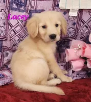 Lacey, a female English Cream Golden Retriever for sale in Sheridan, MI – 1 of 4