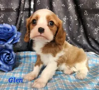 glen, a male Cavalier King Charles Spaniel for sale in Sheridan, MI – 4 of 4