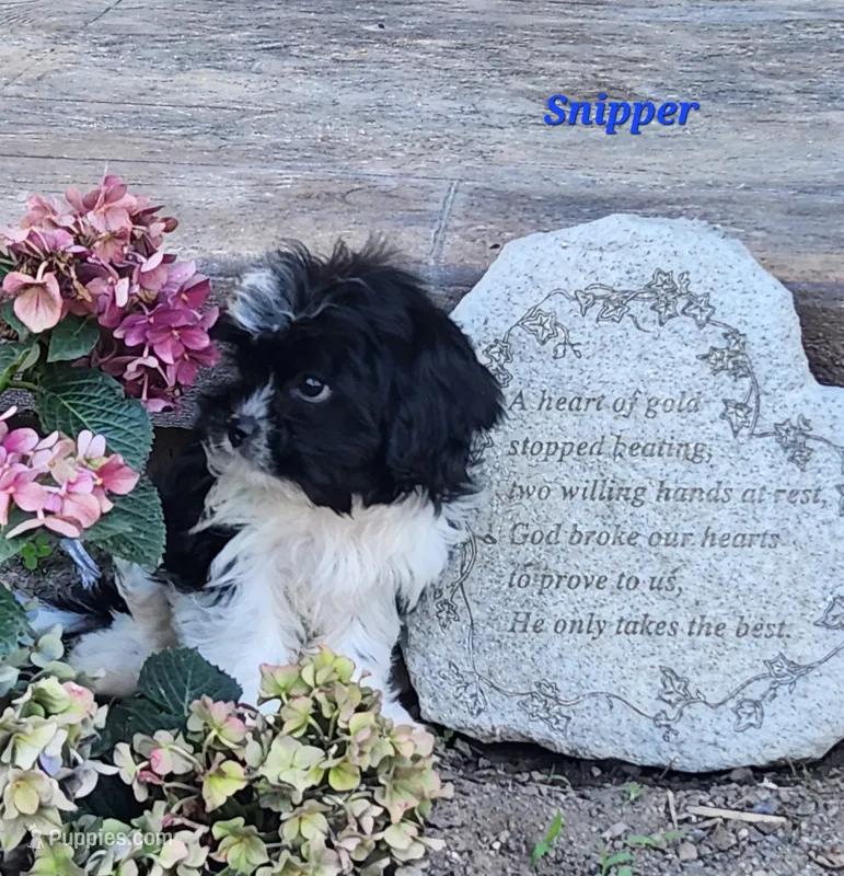 Snipper – Cavapoo, Cavalier King Charles Spaniel puppy for sale in Sheridan, MI
