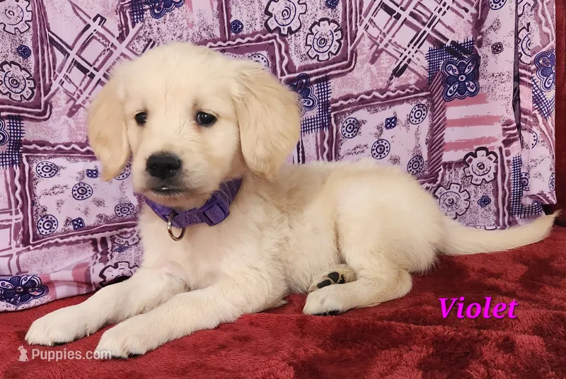 Violet – English Cream Golden Retriever puppy for sale in Sheridan, MI
