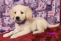 Violet, a female English Cream Golden Retriever for sale in Sheridan, MI – 1 of 4
