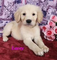 Lacey, a female English Cream Golden Retriever for sale in Sheridan, MI – 3 of 4