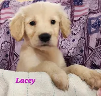 Lacey, a female English Cream Golden Retriever for sale in Sheridan, MI – 4 of 4