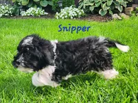 Snipper, a male Cavapoo and Cavalier King Charles Spaniel for sale in Sheridan, MI – 8 of 8