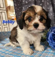 Bobby, a male Cavalier King Charles Spaniel for sale in Sheridan, MI – 3 of 4