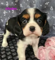 gladus, a female Cavalier King Charles Spaniel for sale in Sheridan, MI – 5 of 5