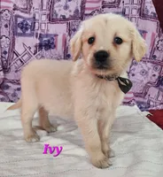 Ivy, a female English Cream Golden Retriever for sale in Sheridan, MI – 2 of 4