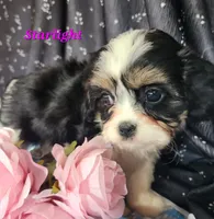 Starlight, a female Cavalier King Charles Spaniel for sale in Sheridan, MI – 3 of 4