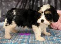 Starlight, a female Cavalier King Charles Spaniel for sale in Sheridan, MI – 2 of 4