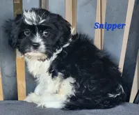 Snipper, a male Cavapoo and Cavalier King Charles Spaniel for sale in Sheridan, MI – 7 of 7